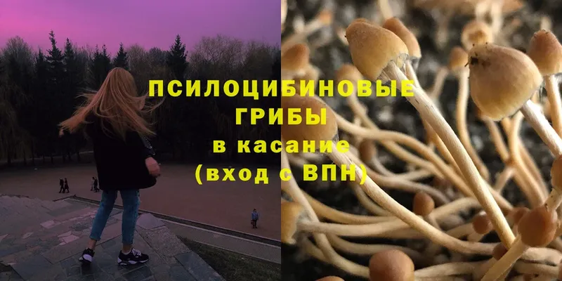 сколько стоит  кракен ССЫЛКА  Псилоцибиновые грибы Psilocybe  Покровск 